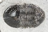 Bargain, Paralejurus Trilobite Fossil - Ofaten, Morocco #341191-1